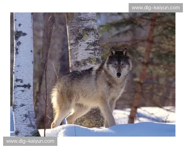 冰与火之歌：泽尼特vs多特蒙德，北境之巅的荣耀博弈