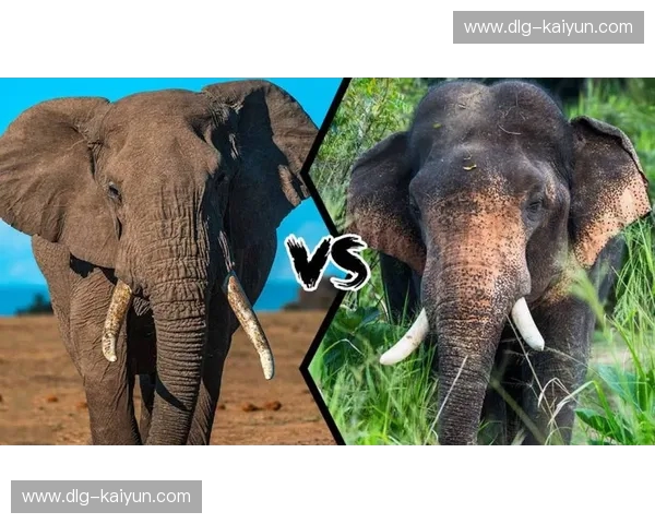 暴力美学与精密机器的终极较量：俄美女排恩怨录，谁才是真正的网前霸主？